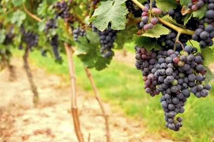 New Jersey Wine Grapes